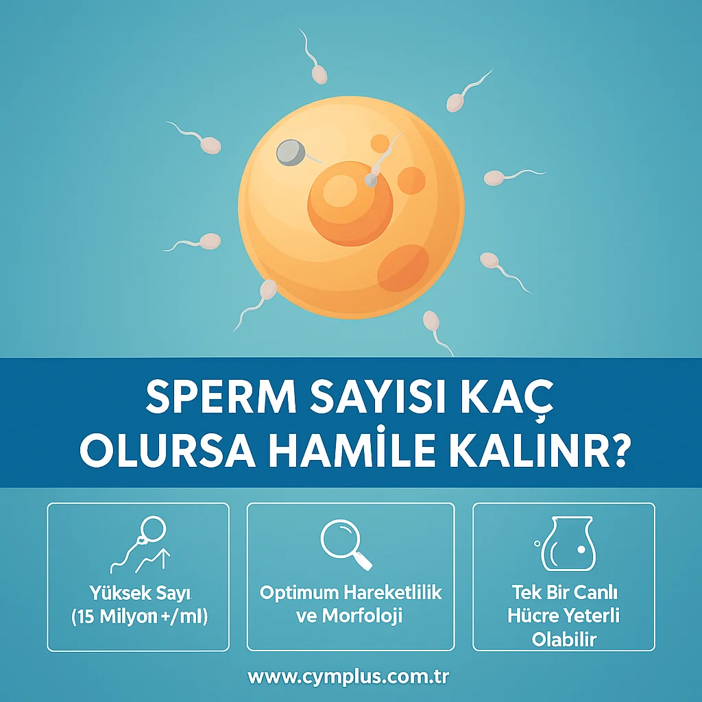 Sperm Sayısı Kaç Olursa Hamilelik Olur? Doktorların Önerdiği Değerler